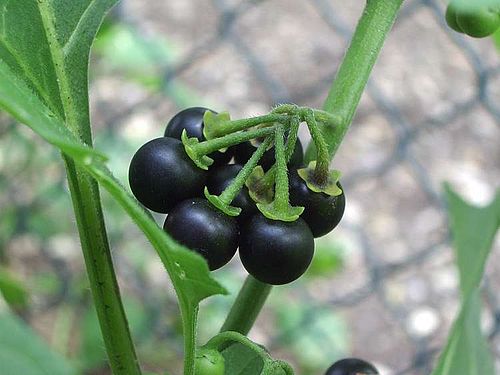 Solanum nigrum